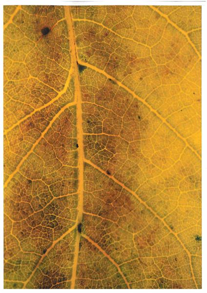 Autumn Leaves - 20 Sheets to Download