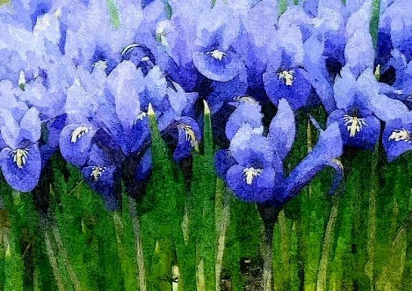 Blue Iris Set Download - 76 Pages