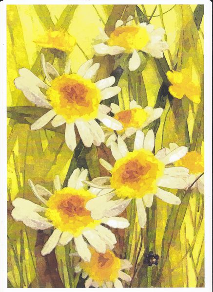 Daisies in Grass Including Project - 56 Pages to Download