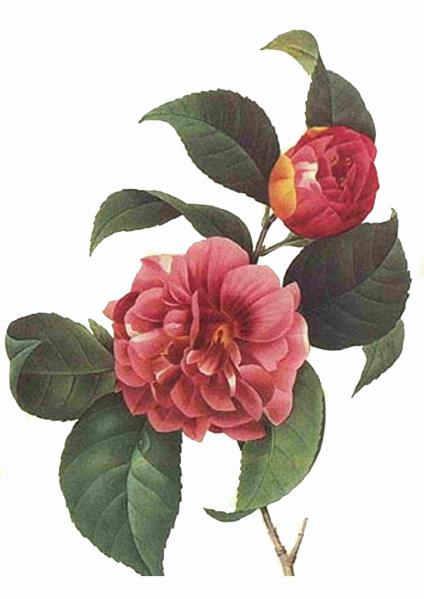 Fountain of Flowers Set 02 - 72 Pages to DOWNLOAD