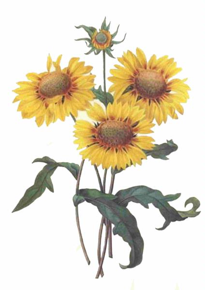 Fountain of Flowers Set 04 - 72 Pages to DOWNLOAD