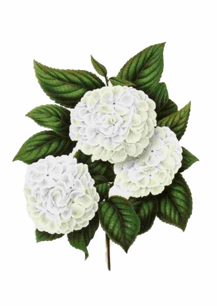 Fountain of Flowers Set 05 - 72 Pages to DOWNLOAD
