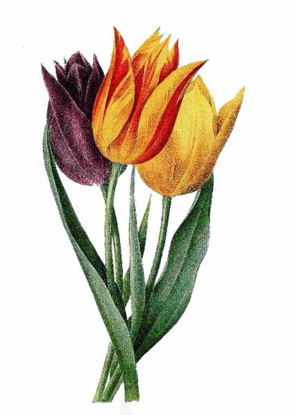 Fountain of Flowers Set 07 - 70 Pages to DOWNLOAD