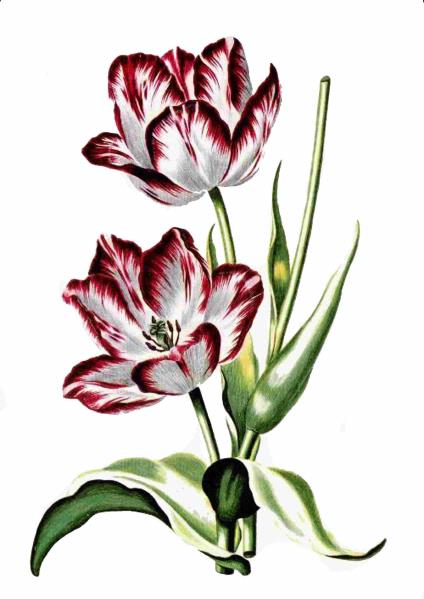 Fountain of Flowers Set 08 - 70 Pages to DOWNLOAD