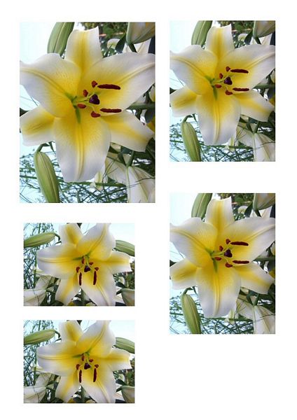 Lily Toppers Download