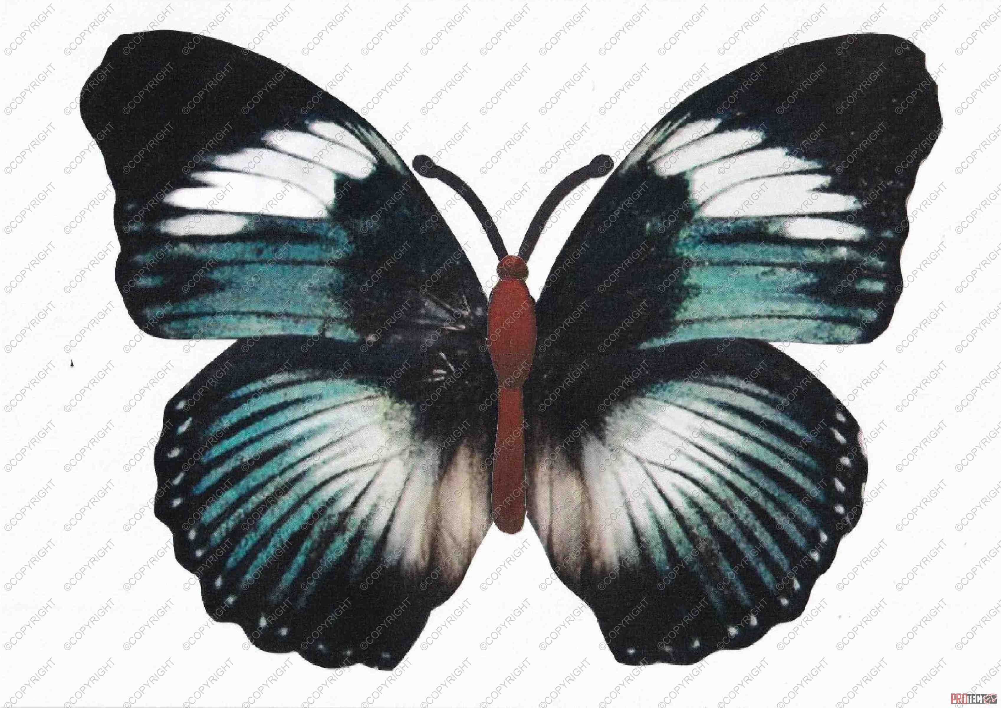 Beautiful Butterflies 02 - 52 Pages to Download