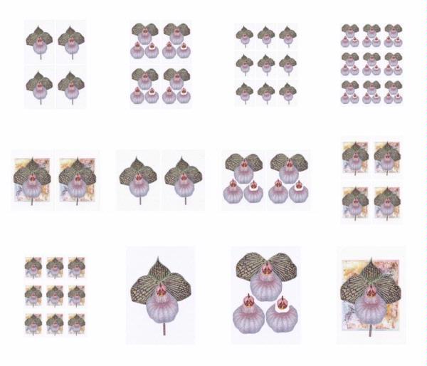 Orchids Set 03 - 12 x A4 Pages to Download