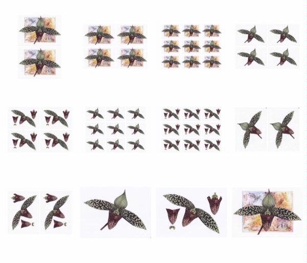 Orchids Set 06 - 12 x A4 Pages to Download