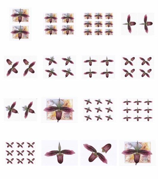 Orchids Set 07 - 16 x A4 Pages to Download