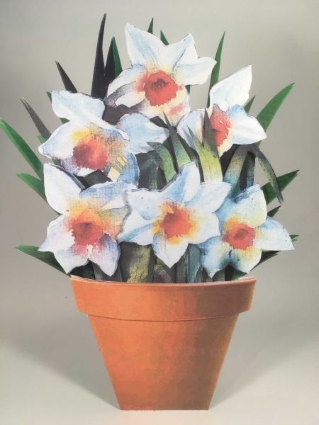 Spring Narcissus Flowers - 25 Pages to Download