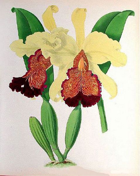 Opulent Orchids 01 - 40 x A4 Pages