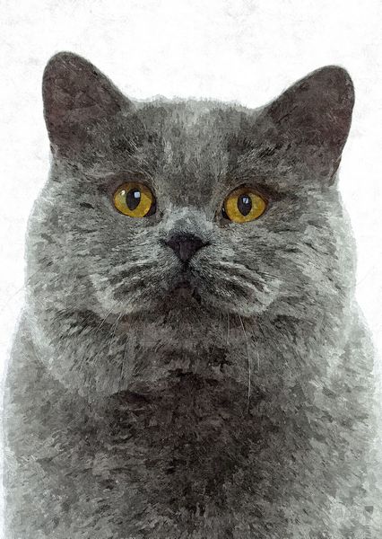 Hand Painted Effect British Short Hair Cat Set Download - 21 Pages