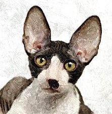 Hand Painted Effect Cornish Rex Cat Set Download - 21 Pages