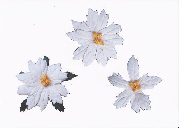 White Poinsettia 3d set - 9 x A4 Pages to DOWNLOAD