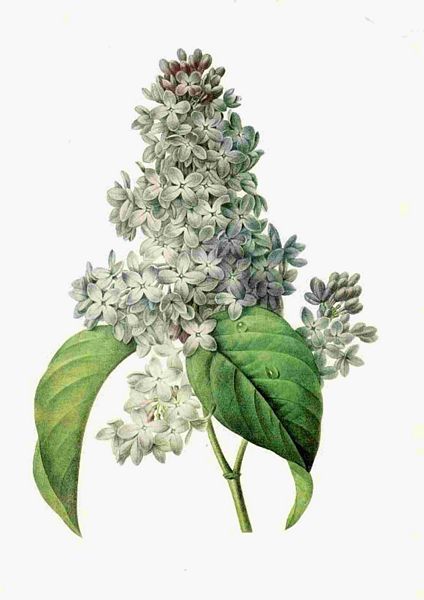 Fountain of Flowers Set 14 - 70 Pages to DOWNLOAD