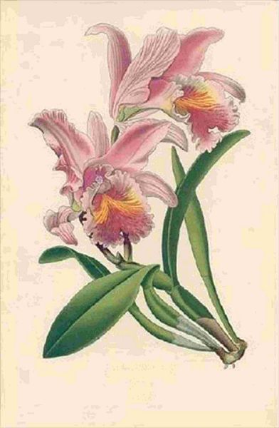 Opulent Orchids 10 - 44 x A4 Pages
