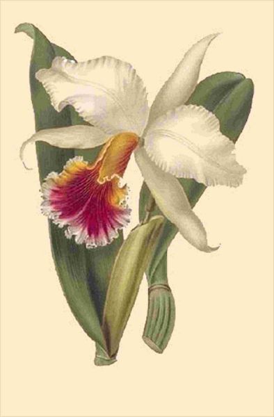 Opulent Orchids 11 - 44 x A4 Pages