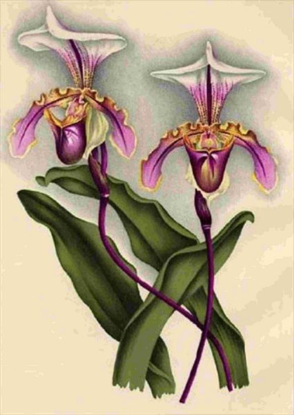 Opulent Orchids 15 - 44 x A4 Pages