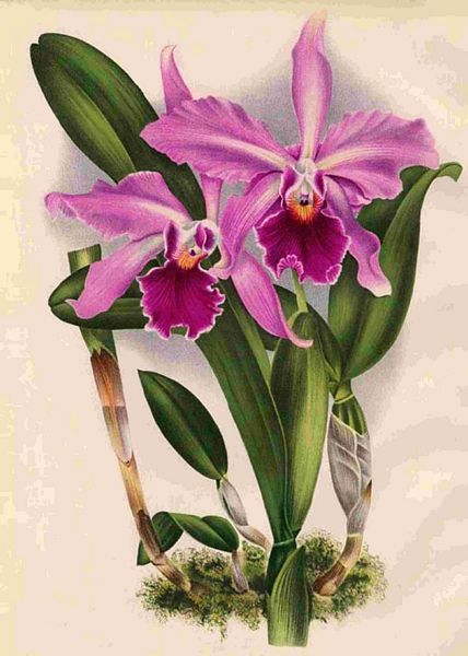 Opulent Orchids 22 - 44 x A4 Pages