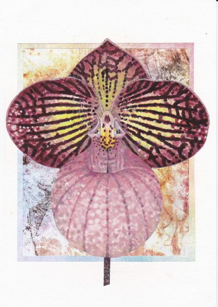 Orchids Set 01 - 16 x A4 Pages to Download