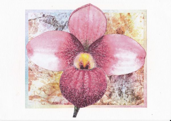 Orchids Set 08 - 12 x A4 Pages to Download