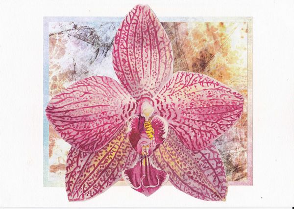 Orchids Set 09 - 16 x A4 Pages to Download