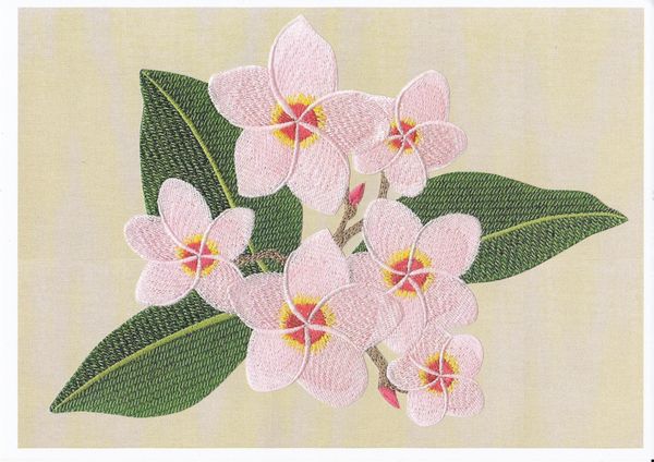 Pink Orchid Set 02 Download - 48 Pages