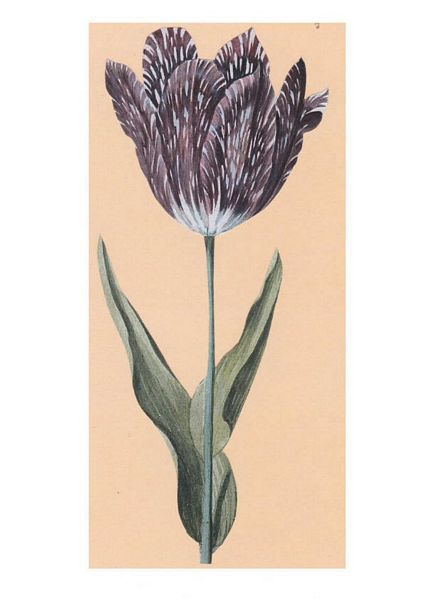 Spring Tulip Set 04 - 65 Pages to Download