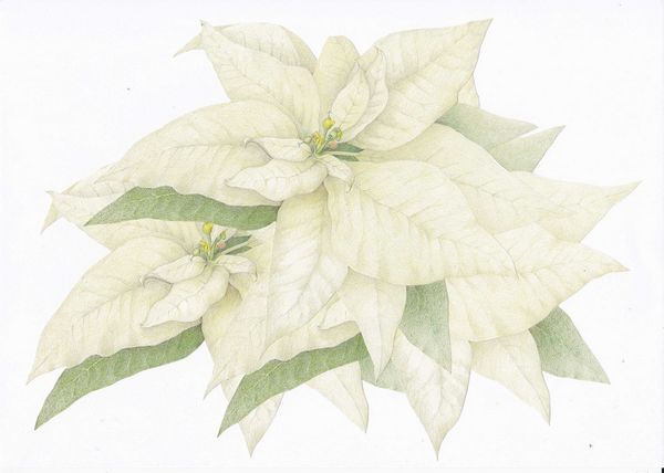White Poinsettia Toppers - 12 x A4 Pages to DOWNLOAD