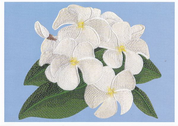 White Orchid Set Download - 48 Pages