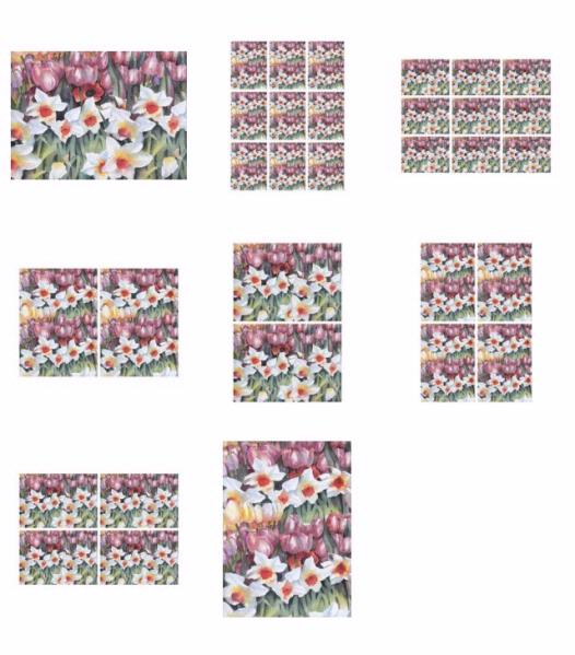 Tulips & Narcissus Download - 8 Pages