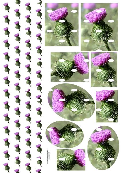 Diane Dorward Thistle Combination Sheet